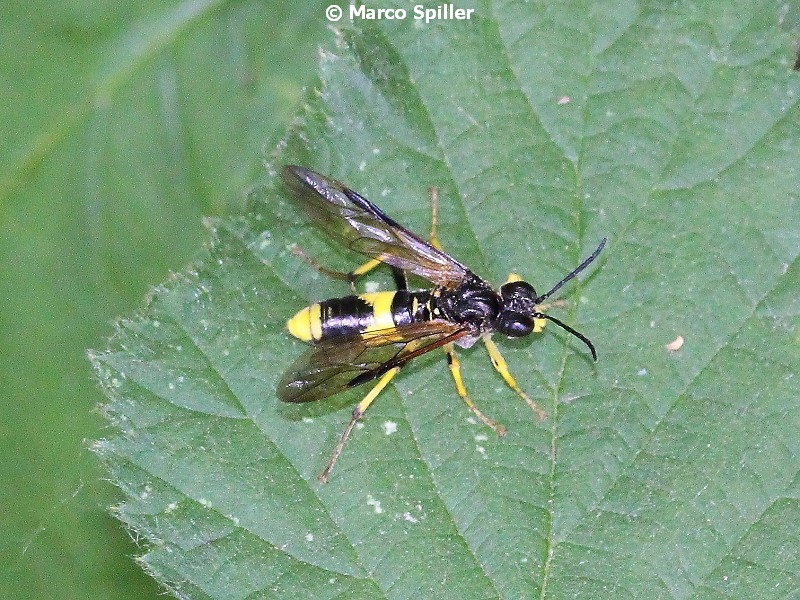 Tentredine da identificare: Tenthredo temula
